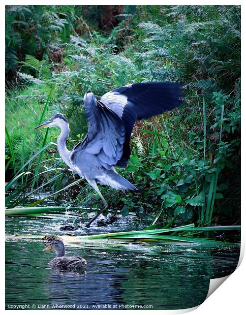 Heron landing in a river Print by Liann Whorwood