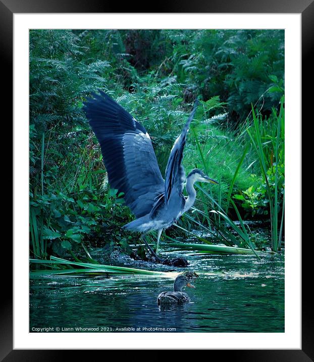 Heron landing in water  Framed Mounted Print by Liann Whorwood
