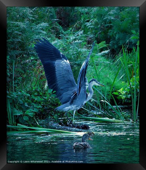 Heron landing in water  Framed Print by Liann Whorwood