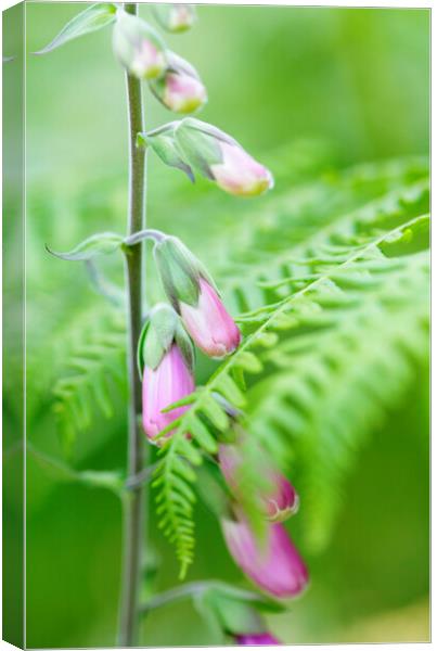 Foxglove Flowers Canvas Print by Neil Overy