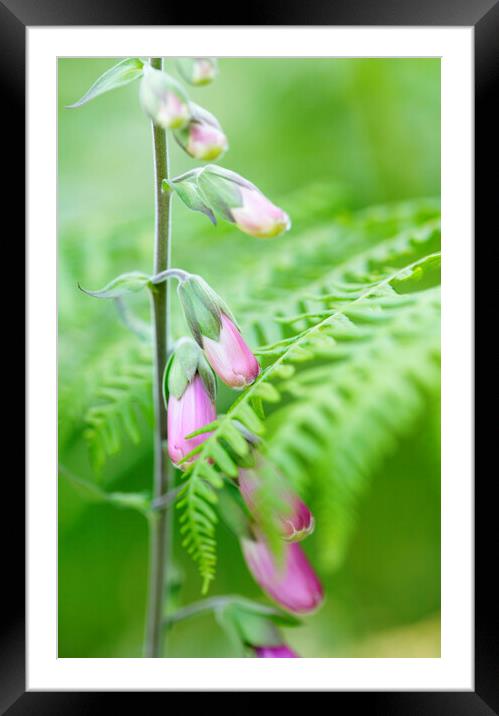 Foxglove Flowers Framed Mounted Print by Neil Overy