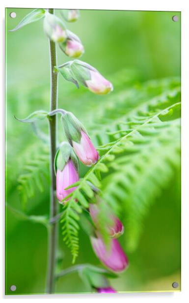 Foxglove Flowers Acrylic by Neil Overy