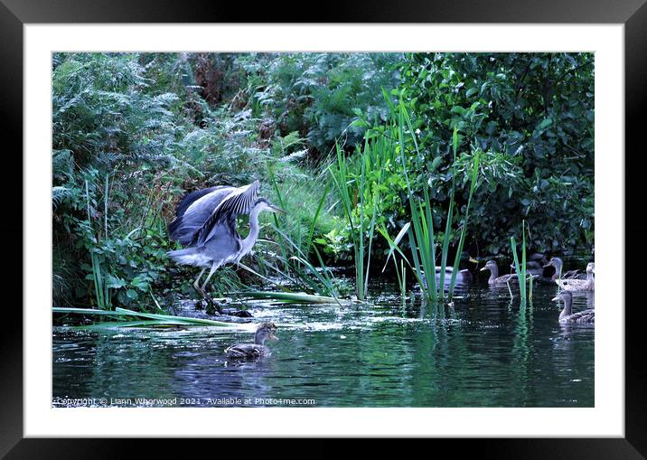 Heron on the river Framed Mounted Print by Liann Whorwood