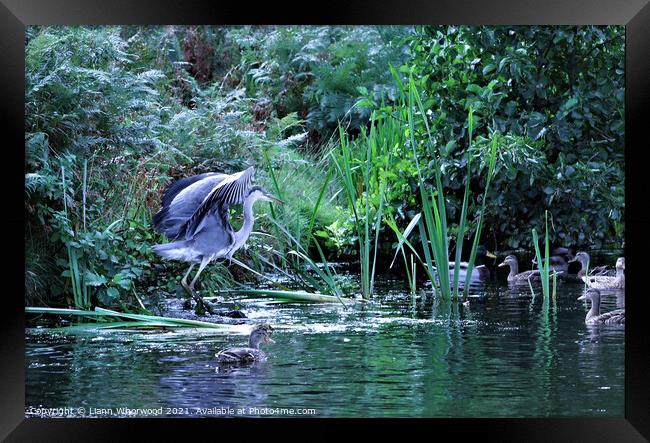 Heron on the river Framed Print by Liann Whorwood