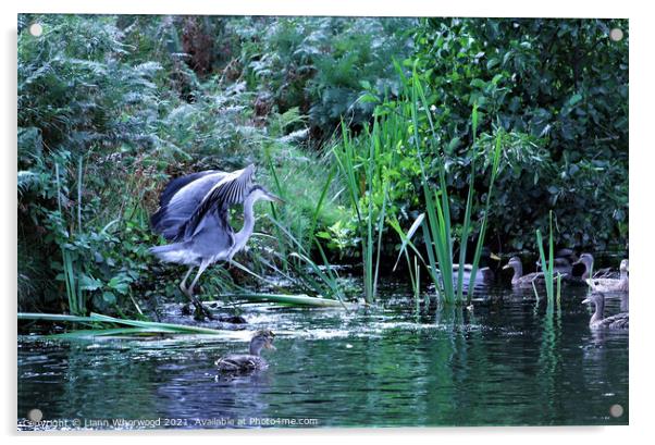 Heron on the river Acrylic by Liann Whorwood
