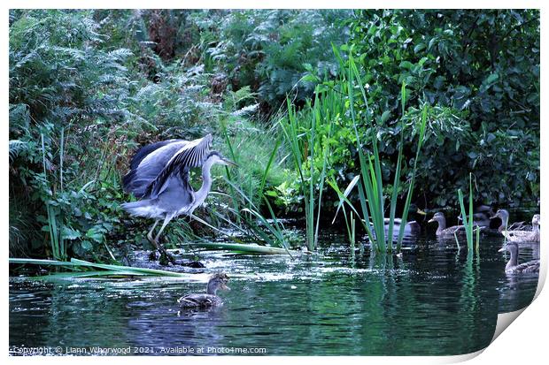 Heron on the river Print by Liann Whorwood