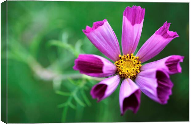 Pink Cosmos Flower Canvas Print by Neil Overy