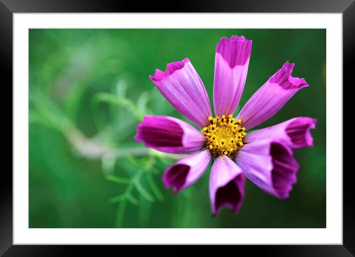 Pink Cosmos Flower Framed Mounted Print by Neil Overy