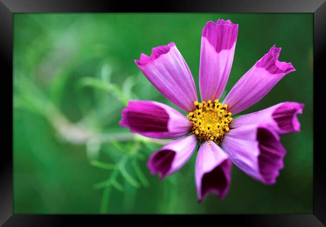 Pink Cosmos Flower Framed Print by Neil Overy