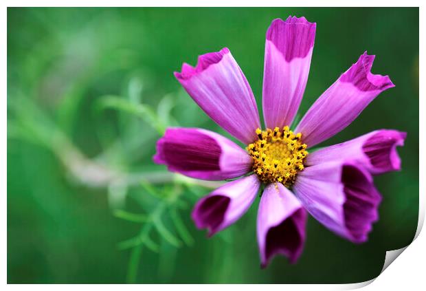 Pink Cosmos Flower Print by Neil Overy