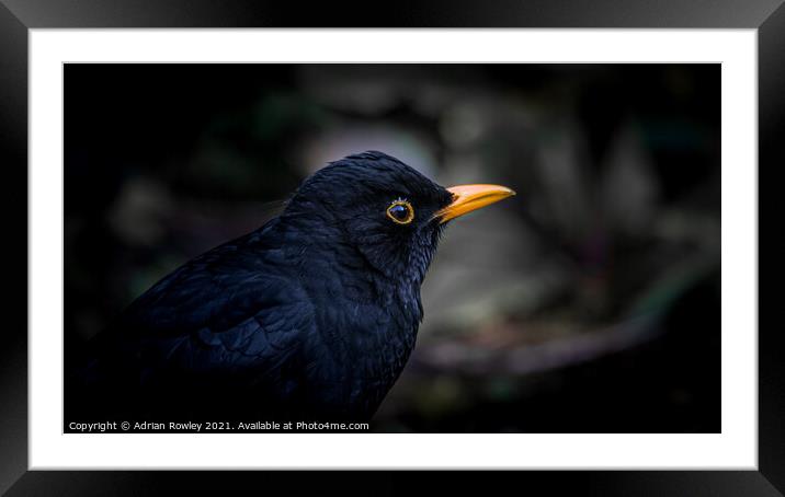 Blackbird Framed Mounted Print by Adrian Rowley