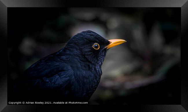 Blackbird Framed Print by Adrian Rowley
