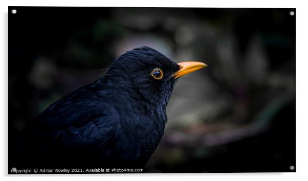 Blackbird Acrylic by Adrian Rowley