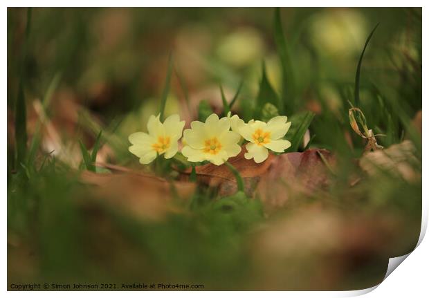 Primrose flower Print by Simon Johnson