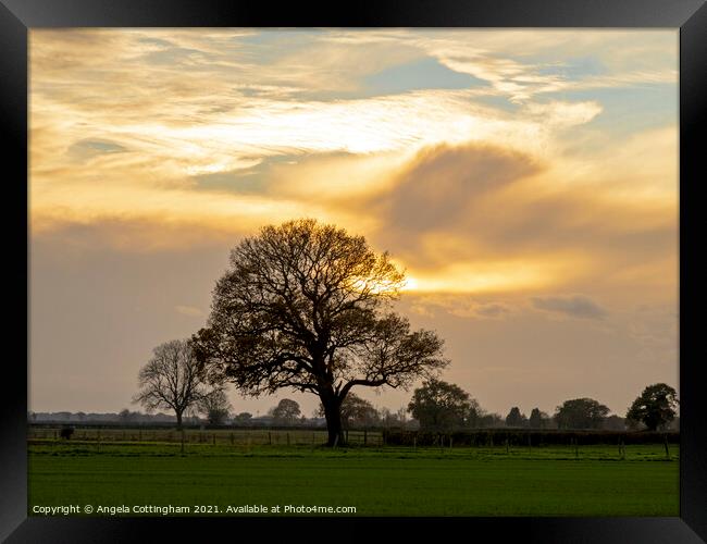Oak Tree and Dramatic Sky Framed Print by Angela Cottingham