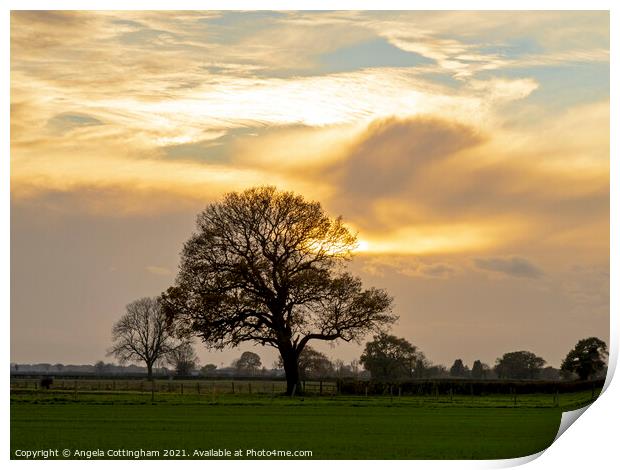 Oak Tree and Dramatic Sky Print by Angela Cottingham