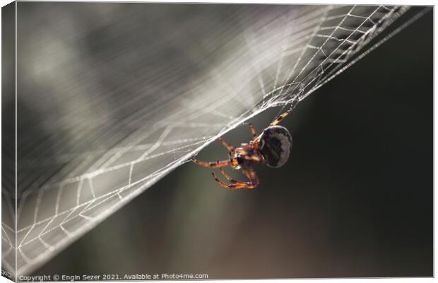 A tiny spider is waiting for a hunt in the web Canvas Print by Engin Sezer