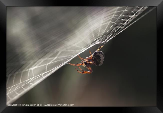 A tiny spider is waiting for a hunt in the web Framed Print by Engin Sezer