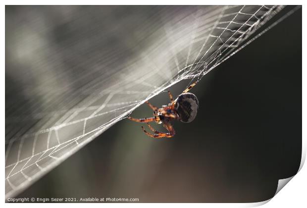 A tiny spider is waiting for a hunt in the web Print by Engin Sezer