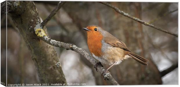 A small bird perched on a tree branch Canvas Print by Jason Atack