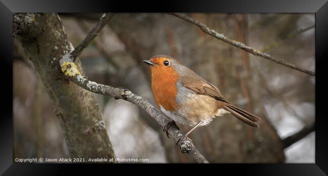 A small bird perched on a tree branch Framed Print by Jason Atack