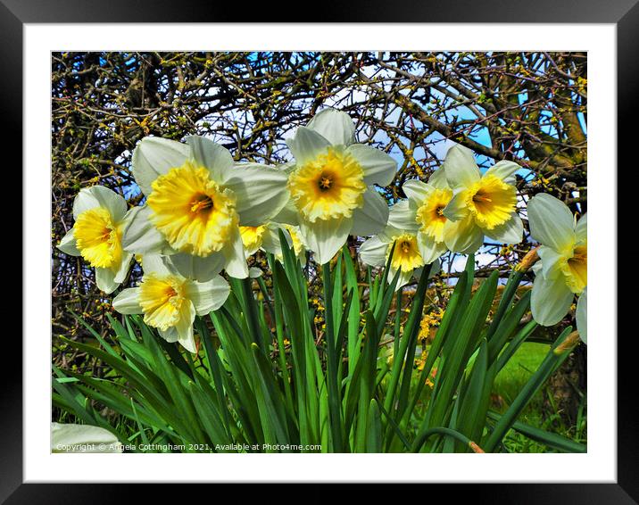 Daffodils Framed Mounted Print by Angela Cottingham
