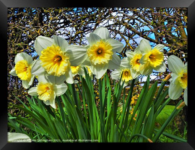 Daffodils Framed Print by Angela Cottingham