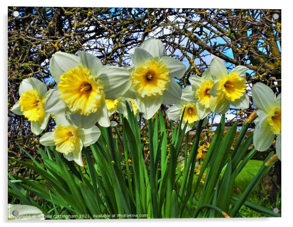Daffodils Acrylic by Angela Cottingham