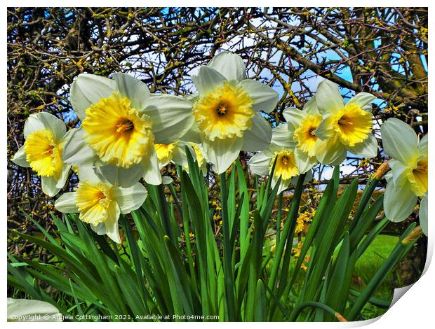 Daffodils Print by Angela Cottingham