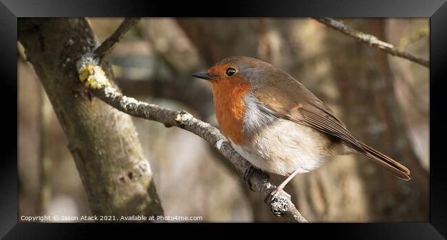 A small bird perched on a tree branch Framed Print by Jason Atack