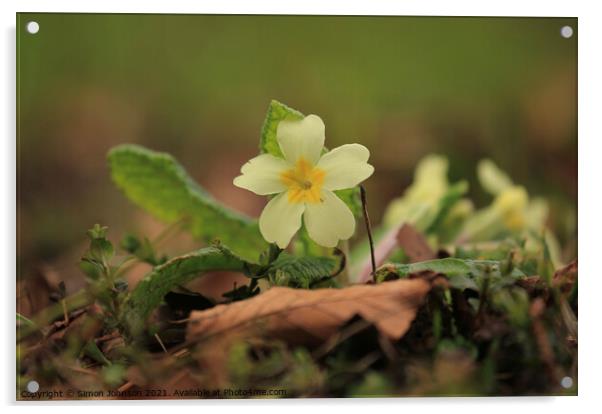 Primrose flower Acrylic by Simon Johnson