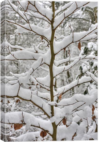 Tree branches covered in snow Canvas Print by S Fierros