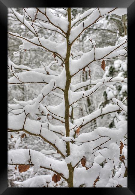 Tree branches covered in snow Framed Print by S Fierros