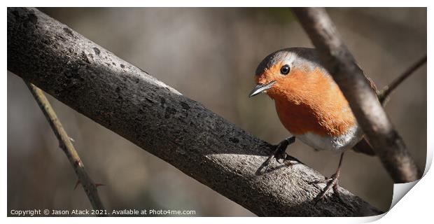 Animal bird Print by Jason Atack