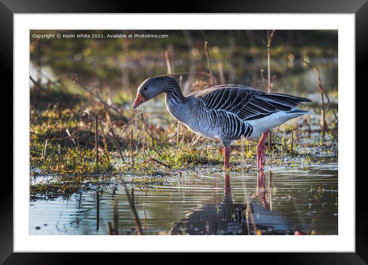 Greylag fishing Framed Mounted Print by Kevin White