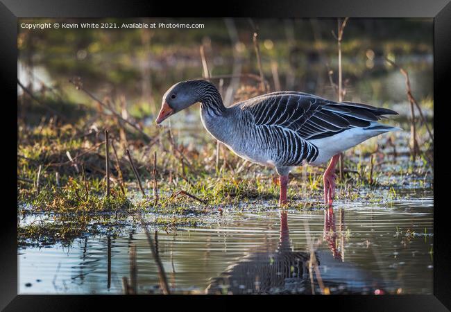 Greylag fishing Framed Print by Kevin White