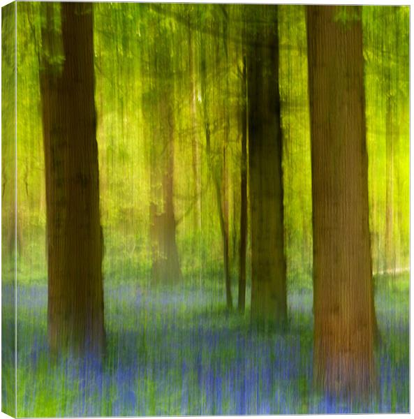 Bluebell Wood Canvas Print by Francesca Shearcroft