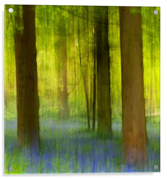 Bluebell Wood Acrylic by Francesca Shearcroft
