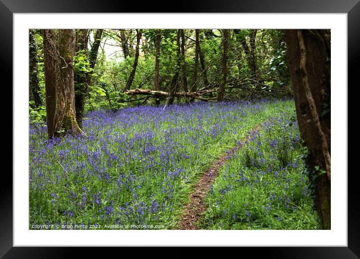 Path through a bluebell wood Framed Mounted Print by Brian Pierce