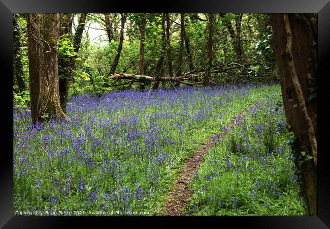 Path through a bluebell wood Framed Print by Brian Pierce