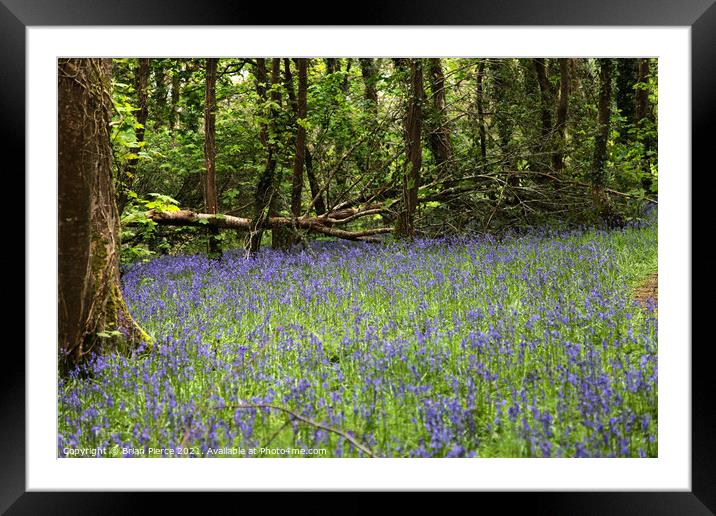 Bluebell Woods Framed Mounted Print by Brian Pierce