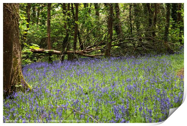 Bluebell Woods Print by Brian Pierce