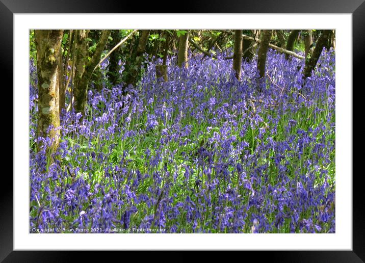 Bluebell Woods, Cornwall Framed Mounted Print by Brian Pierce