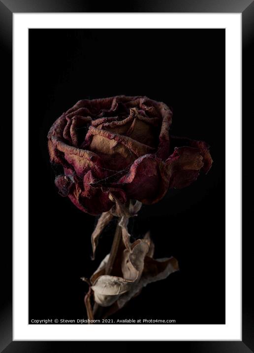 Far reaching rose still life Framed Mounted Print by Steven Dijkshoorn