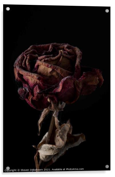 Far reaching rose still life Acrylic by Steven Dijkshoorn