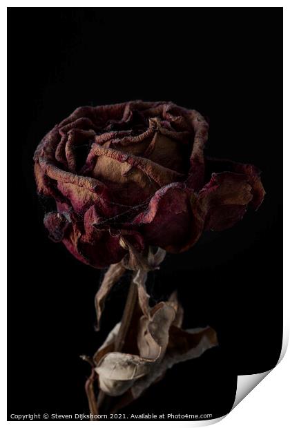 Far reaching rose still life Print by Steven Dijkshoorn