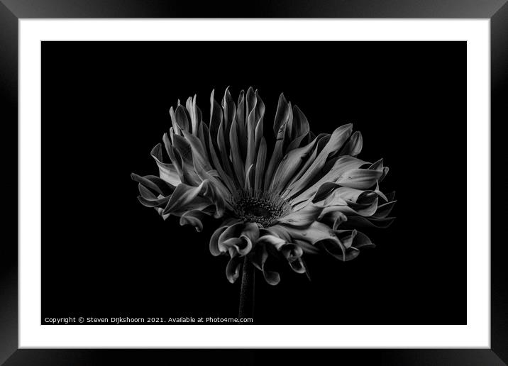 Low key flower black and white Framed Mounted Print by Steven Dijkshoorn