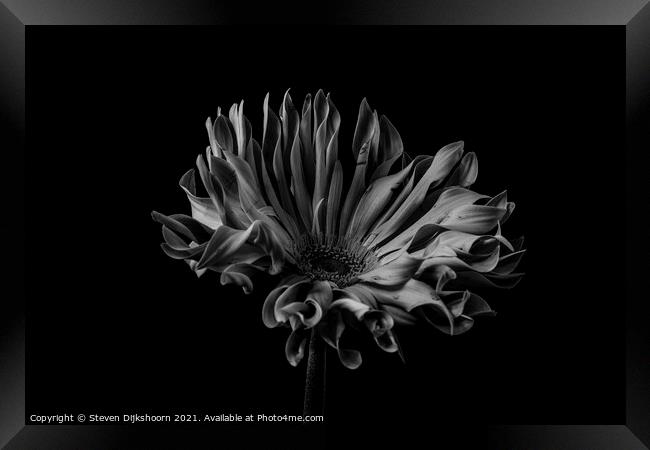 Low key flower black and white Framed Print by Steven Dijkshoorn