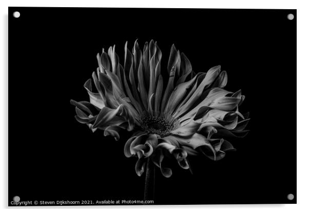 Low key flower black and white Acrylic by Steven Dijkshoorn