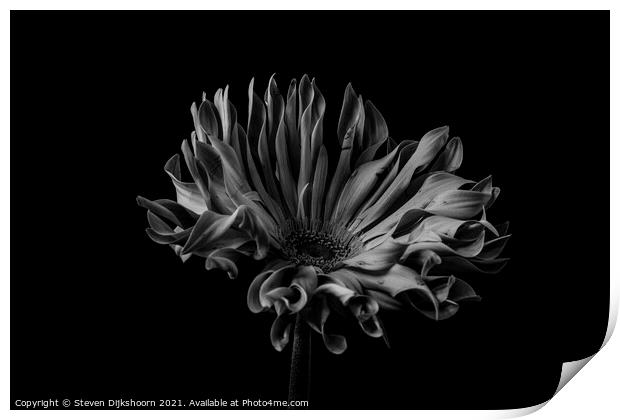 Low key flower black and white Print by Steven Dijkshoorn